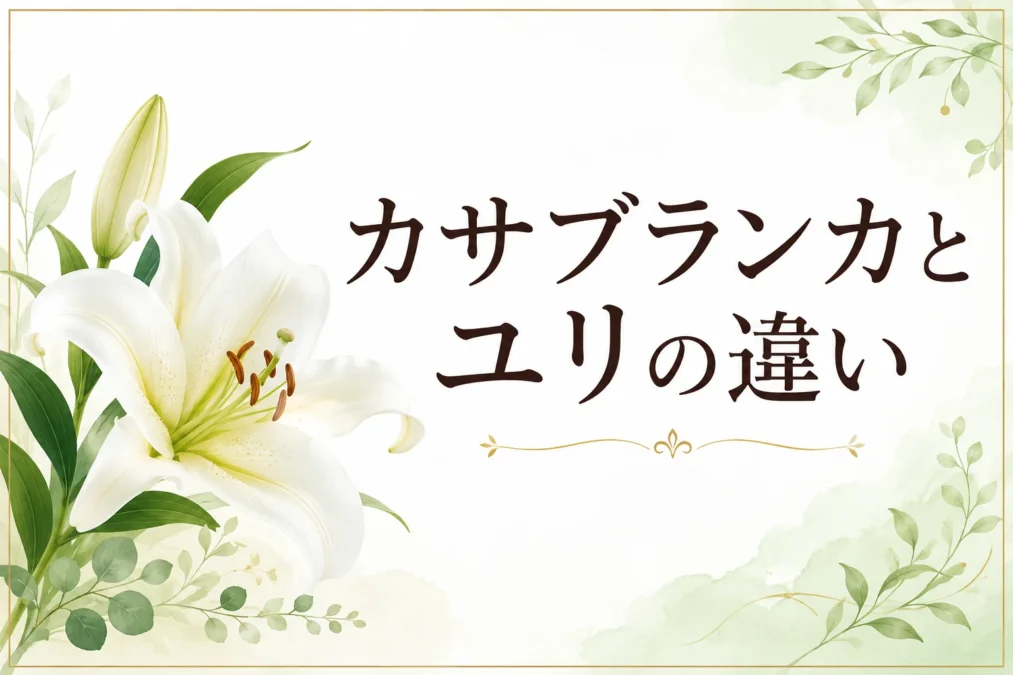 カサブランカとユリの違いを解説する記事のアイキャッチ