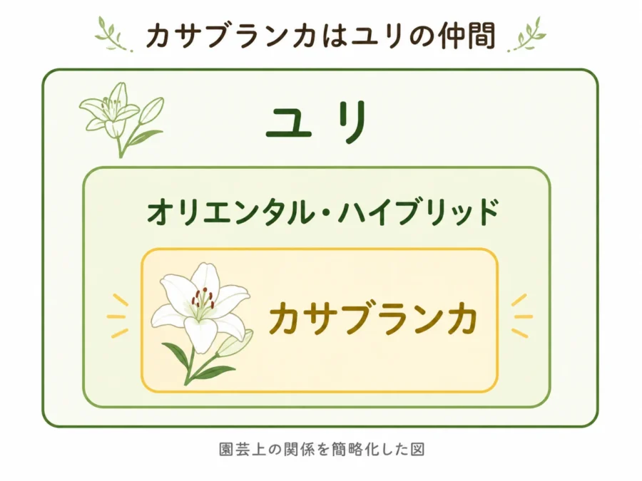 ユリの中にオリエンタル・ハイブリッドがあり、その一品種としてカサブランカがある関係を示した図