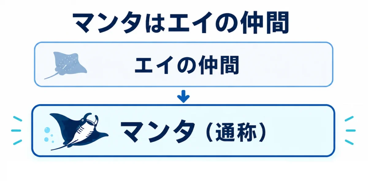マンタはエイの仲間