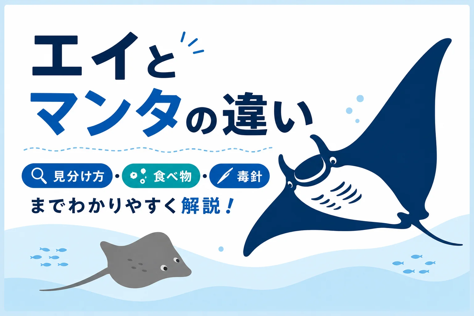 エイとマンタの違い アイキャッチ画像