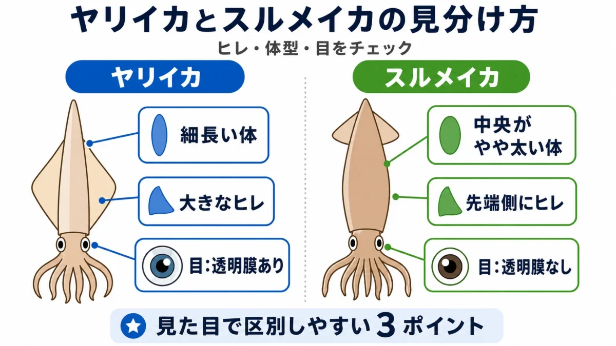 ヤリイカとスルメイカの体型・ヒレ・目の違いを比較した図