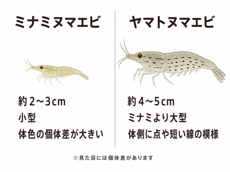 ミナミヌマエビとヤマトヌマエビの見た目と大きさを比較した模式図