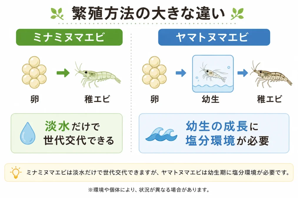 ミナミヌマエビとヤマトヌマエビの繁殖方法の違いを示した図